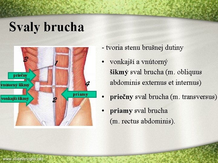 Svaly brucha - tvoria stenu brušnej dutiny • vonkajší a vnútorný šikmý sval brucha