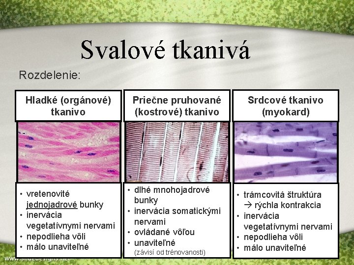 Svalové tkanivá Rozdelenie: Hladké (orgánové) tkanivo Priečne pruhované (kostrové) tkanivo • vretenovité jednojadrové bunky