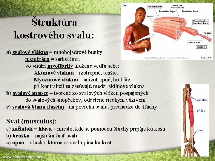 Štruktúra kostrového svalu: a) svalové vlákna = mnohojadrové bunky, membrána = sarkoléma, vo vnútri