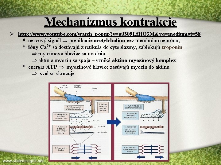 Mechanizmus kontrakcie Ø http: //www. youtube. com/watch_popup? v=g. J 309 Lf. HQ 3 M&vq=medium#t=58