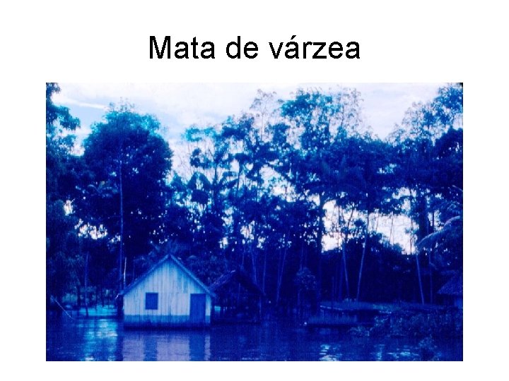 Mata de várzea 