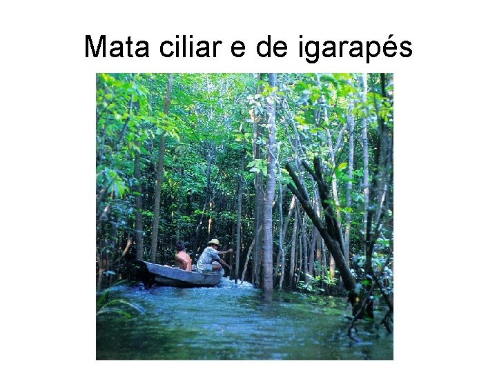 Mata ciliar e de igarapés 