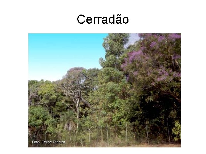 Cerradão 