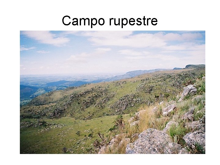 Campo rupestre 