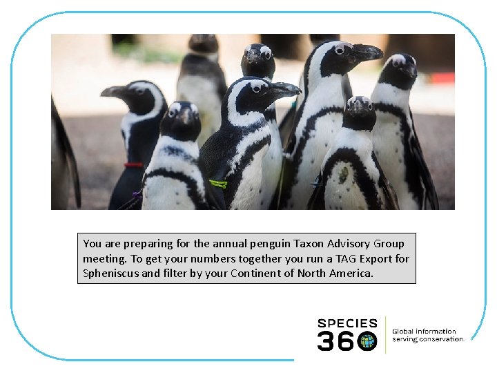 You are preparing for the annual penguin Taxon Advisory Group meeting. To get your