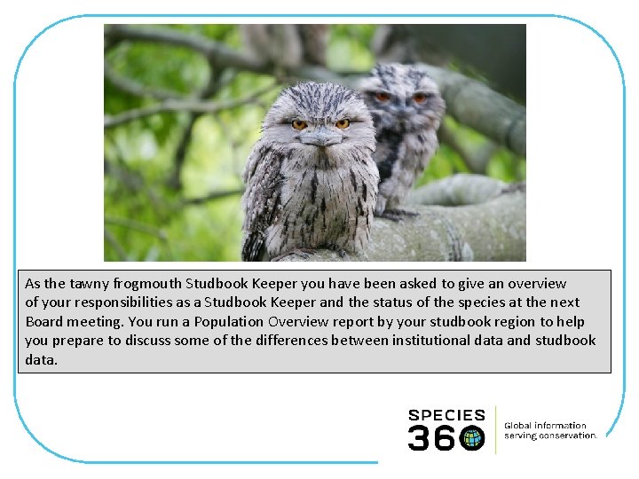 As the tawny frogmouth Studbook Keeper you have been asked to give an overview