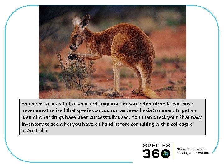 You need to anesthetize your red kangaroo for some dental work. You have never