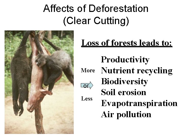 Affects of Deforestation (Clear Cutting) Loss of forests leads to: More or Less Productivity