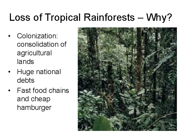 Loss of Tropical Rainforests – Why? • Colonization: consolidation of agricultural lands • Huge