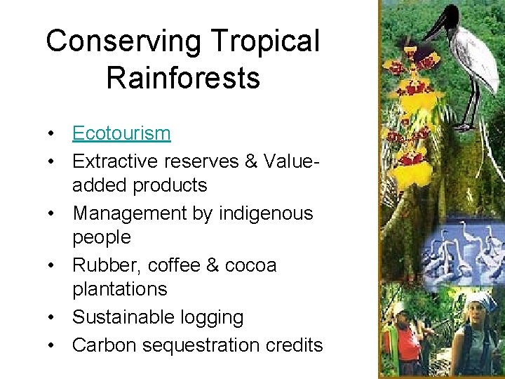 Conserving Tropical Rainforests • Ecotourism • Extractive reserves & Valueadded products • Management by