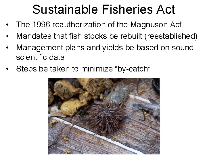 Sustainable Fisheries Act • The 1996 reauthorization of the Magnuson Act. • Mandates that