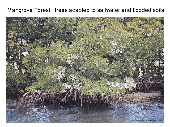 Mangrove Forest: trees adapted to saltwater and flooded soils. 