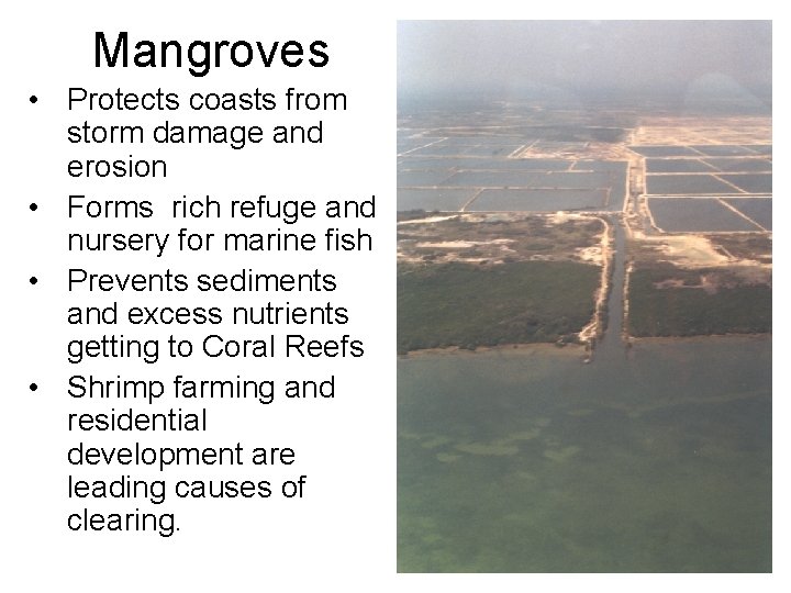 Mangroves • Protects coasts from storm damage and erosion • Forms rich refuge and