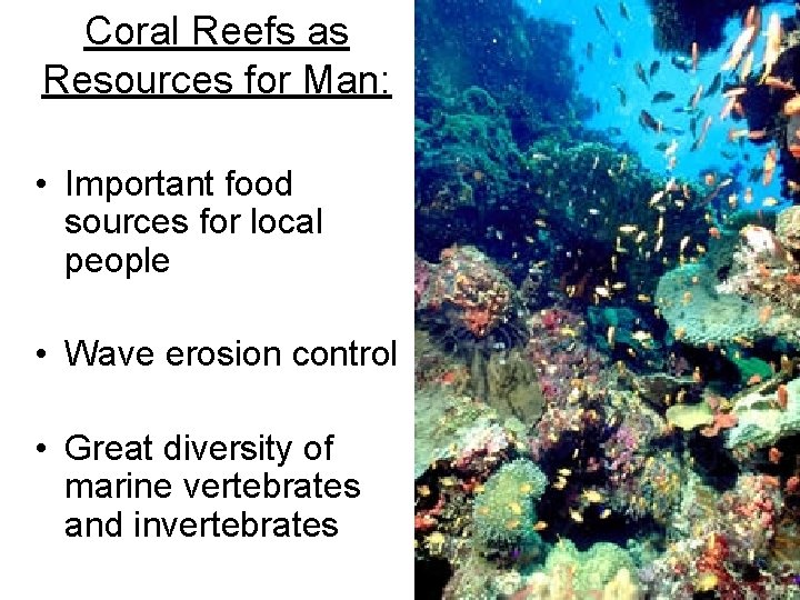 Coral Reefs as Resources for Man: • Important food sources for local people •
