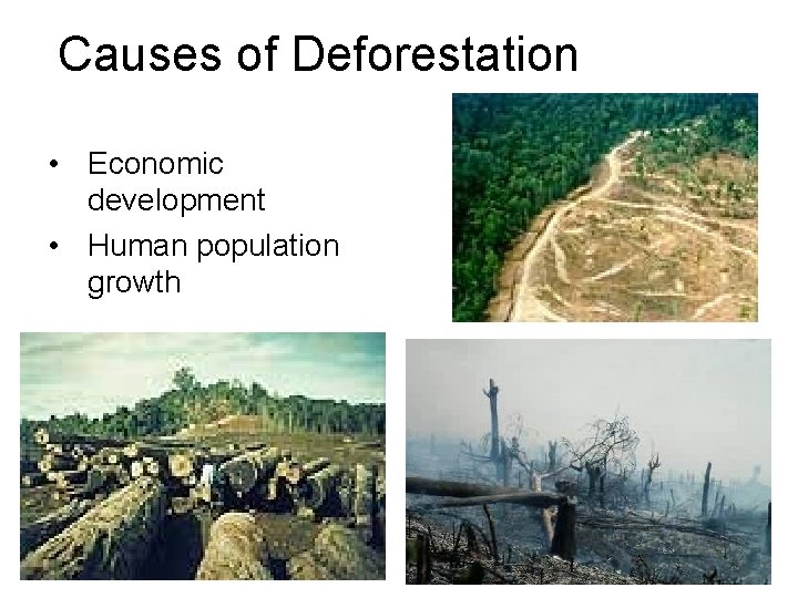 Causes of Deforestation • Economic development • Human population growth 