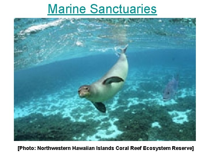 Marine Sanctuaries [Photo: Northwestern Hawaiian Islands Coral Reef Ecosystem Reserve] 