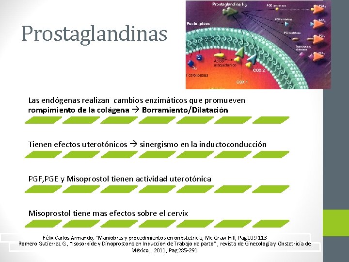 Prostaglandinas Las endógenas realizan cambios enzimáticos que promueven rompimiento de la colágena Borramiento/Dilatación Tienen