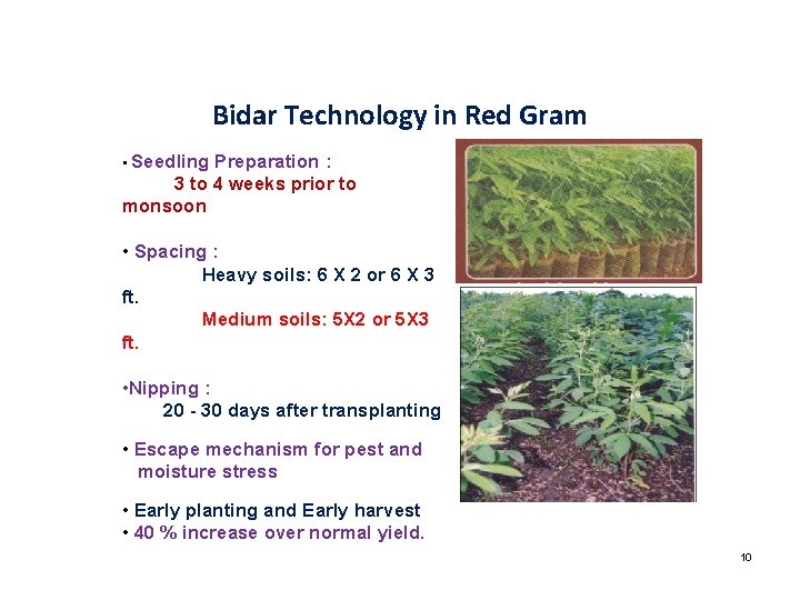 Bidar Technology in Red Gram • Seedling Preparation : 3 to 4 weeks prior