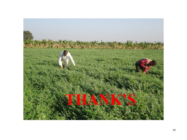 THANK’S 31 