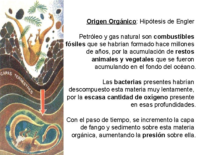 Origen Orgánico: Hipótesis de Engler Petróleo y gas natural son combustibles fósiles que se