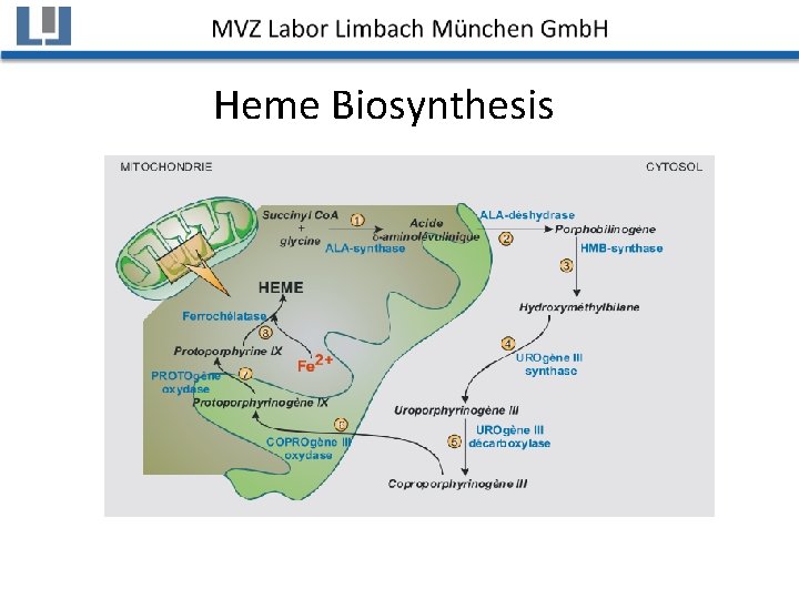 Heme Biosynthesis 