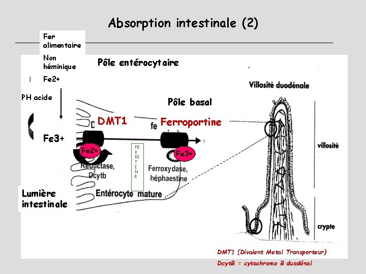 Absorption intestinale (2) Fer alimentaire Non héminique Pôle entérocytaire Fe 2+ PH acide Pôle