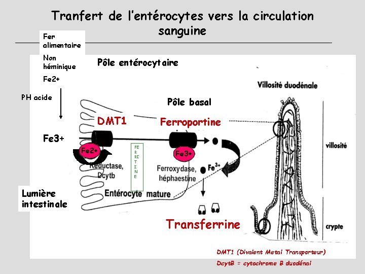 Tranfert de l’entérocytes vers la circulation sanguine Fer alimentaire Non héminique Pôle entérocytaire Fe