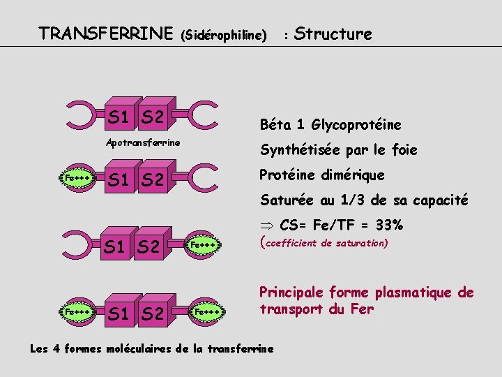 TRANSFERRINE (Sidérophiline) S 1 S 2 Fe+++ Structure Béta 1 Glycoprotéine Apotransferrine Synthétisée par