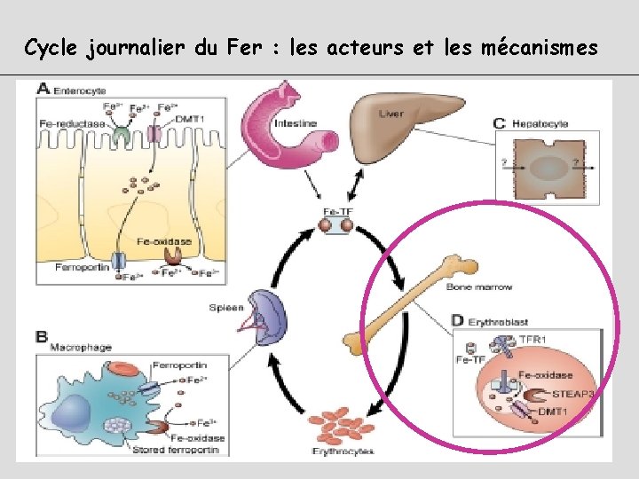 Cycle journalier du Fer : les acteurs et les mécanismes 