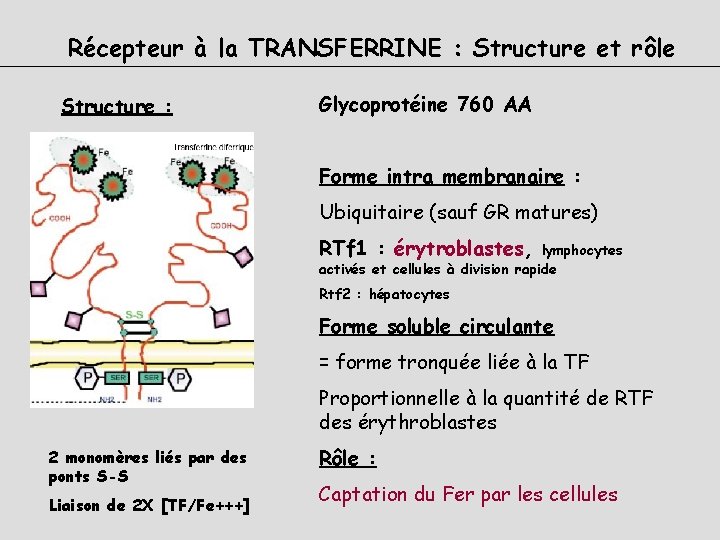 Récepteur à la TRANSFERRINE : Structure et rôle Structure : Glycoprotéine 760 AA Forme