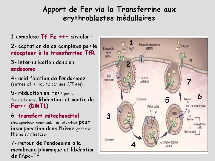 Apport de Fer via la Transferrine aux erythroblastes médullaires 1 -complexe Tf-Fe +++ circulant