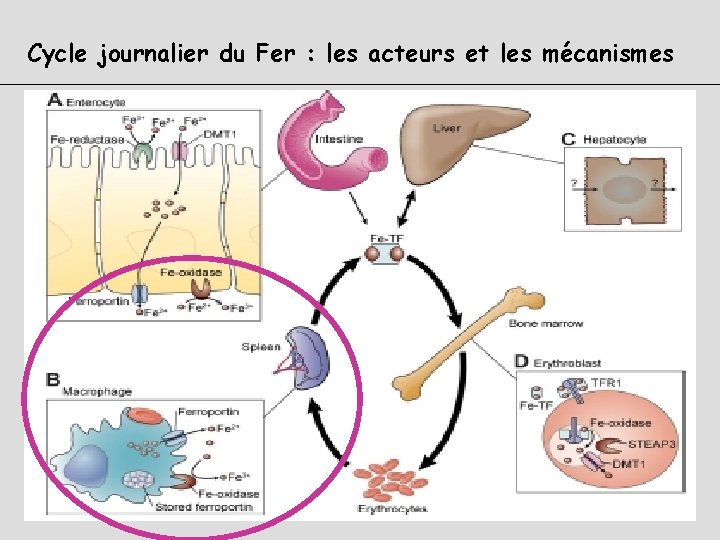 Cycle journalier du Fer : les acteurs et les mécanismes 