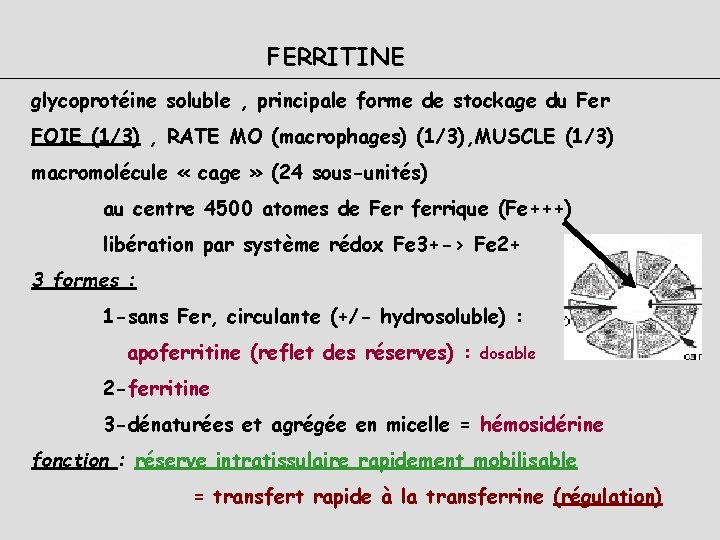 FERRITINE glycoprotéine soluble , principale forme de stockage du Fer FOIE (1/3) , RATE