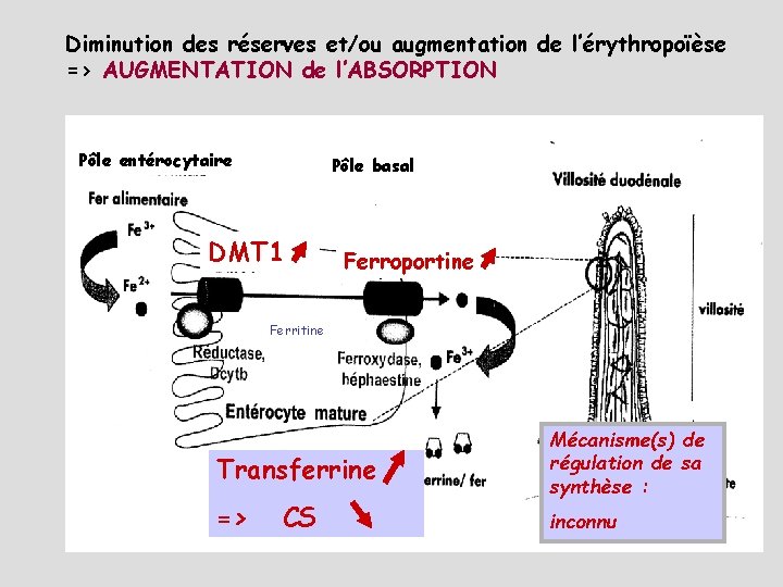 Diminution des réserves et/ou augmentation de l’érythropoïèse => AUGMENTATION de l’ABSORPTION Pôle entérocytaire Pôle