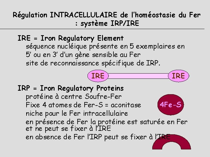 Régulation INTRACELLULAIRE de l’homéostasie du Fer : système IRP/IRE = Iron Regulatory Element séquence