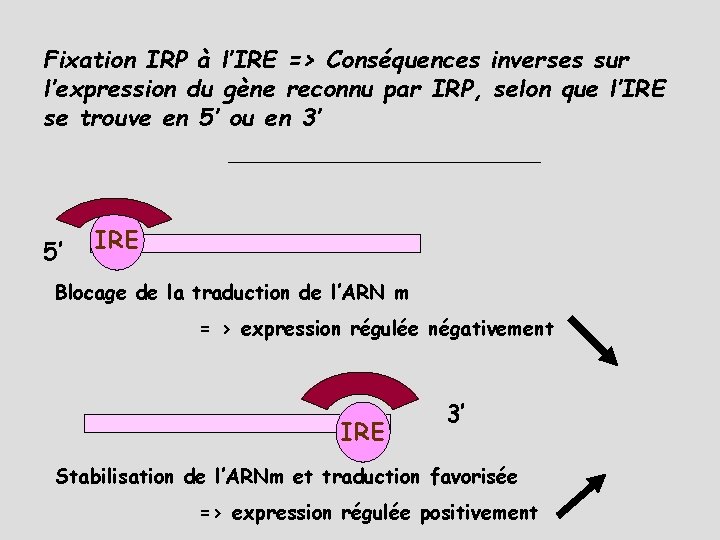 Fixation IRP à l’IRE => Conséquences inverses sur l’expression du gène reconnu par IRP,