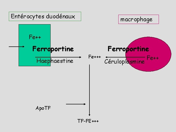 Entérocytes duodénaux macrophage Fe++ Ferroportine Haephaestine Fe+++ Apo. TF TF-FE+++ Ferroportine Céruloplasmine Fe++ 