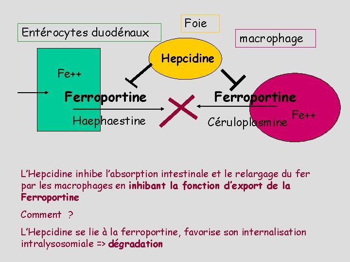 Entérocytes duodénaux Fe++ Ferroportine Haephaestine Foie macrophage Hepcidine Ferroportine Céruloplasmine Fe++ L’Hepcidine inhibe l’absorption