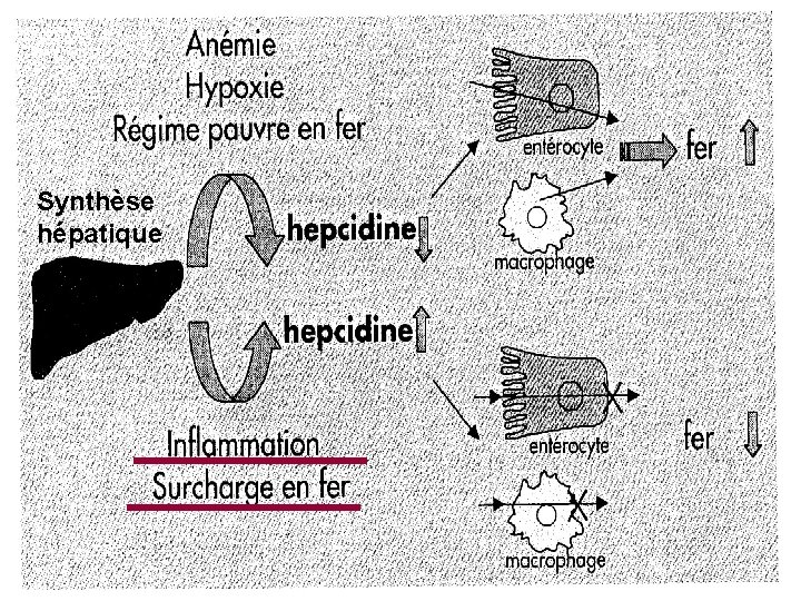 Synthèse hépatique 