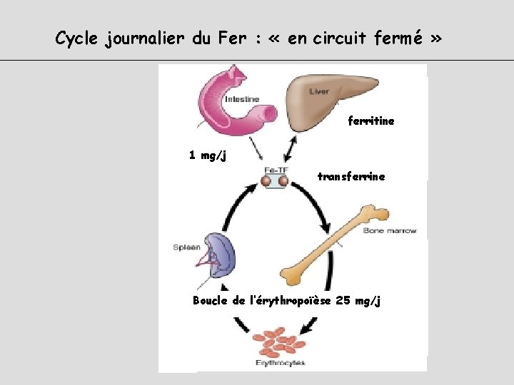 Cycle journalier du Fer : « en circuit fermé » ferritine 1 mg/j transferrine