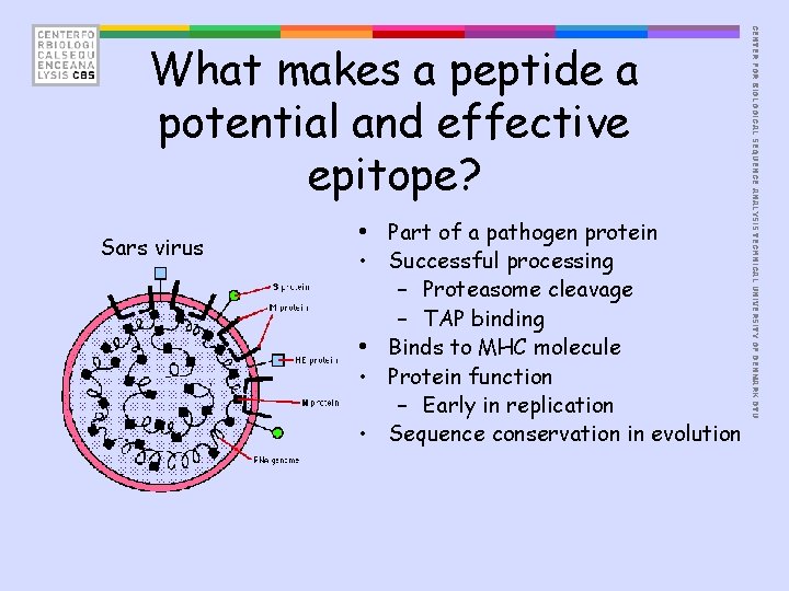 Sars virus • Part of a pathogen protein • Successful processing – Proteasome cleavage