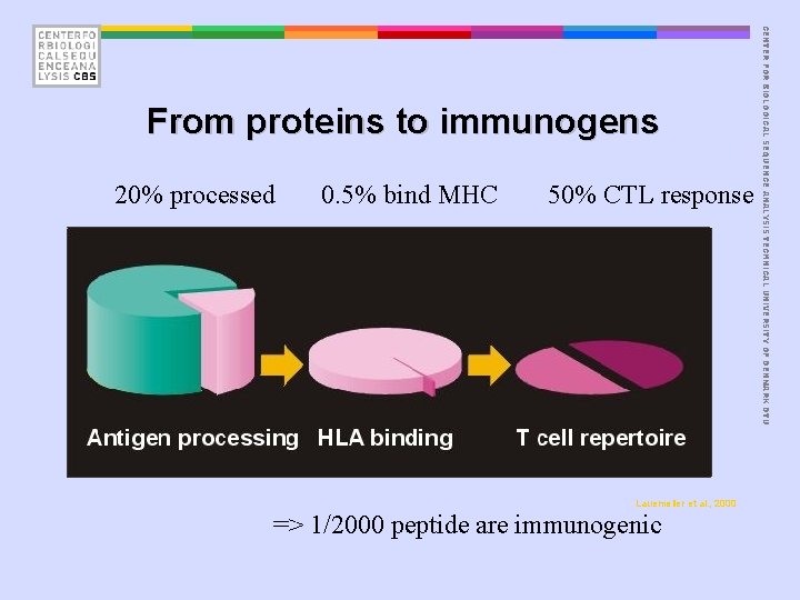 20% processed 0. 5% bind MHC 50% CTL response Lauemøller et al. , 2000