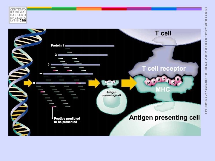 CENTER FOR BIOLOGICAL SEQUENCE ANALYSIS TECHNICAL UNIVERSITY OF DENMARK DTU 