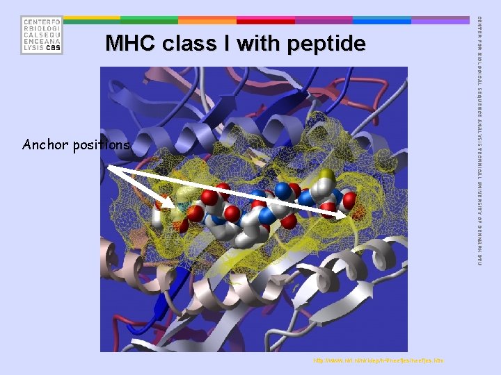 Anchor positions http: //www. nki. nl/nkidep/h 4/neefjes. htm CENTER FOR BIOLOGICAL SEQUENCE ANALYSIS TECHNICAL