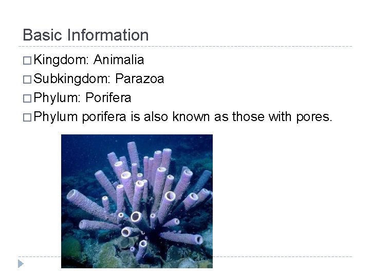 Basic Information � Kingdom: Animalia � Subkingdom: Parazoa � Phylum: Porifera � Phylum porifera