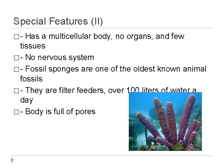 Special Features (II) �- Has a multicellular body, no organs, and few tissues �