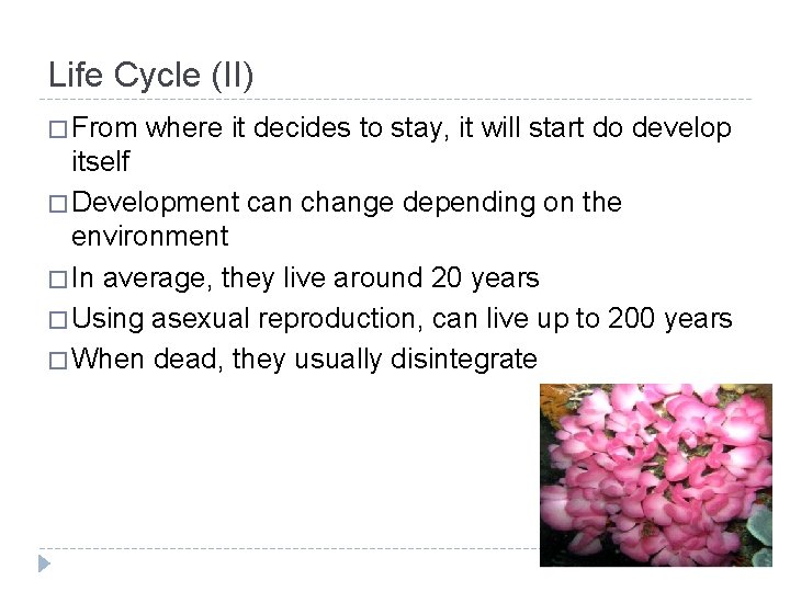 Life Cycle (II) � From where it decides to stay, it will start do