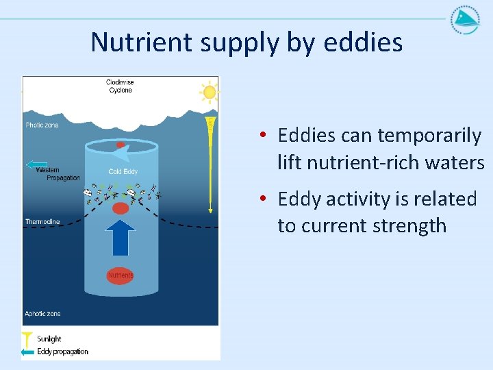 Nutrient supply by eddies • Eddies can temporarily lift nutrient-rich waters • Eddy activity