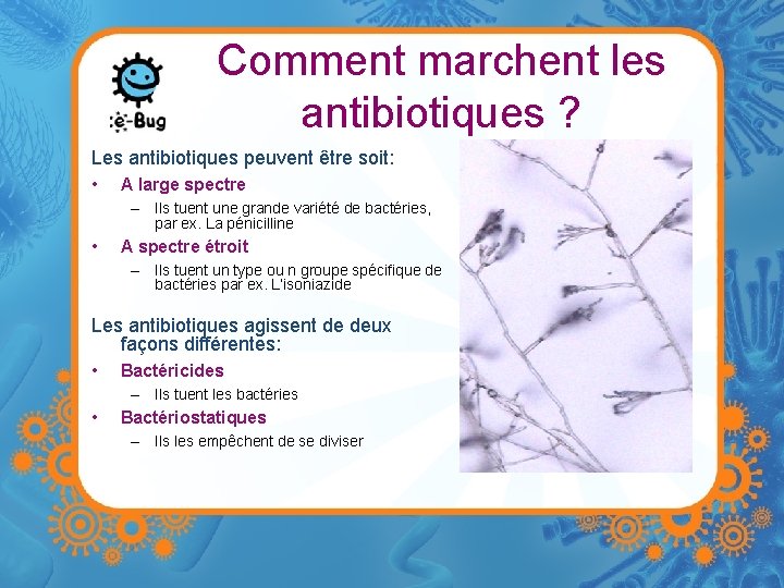 Comment marchent les antibiotiques ? Les antibiotiques peuvent être soit: • A large spectre