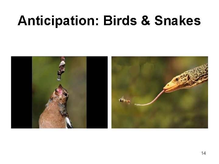 Anticipation: Birds & Snakes 14 